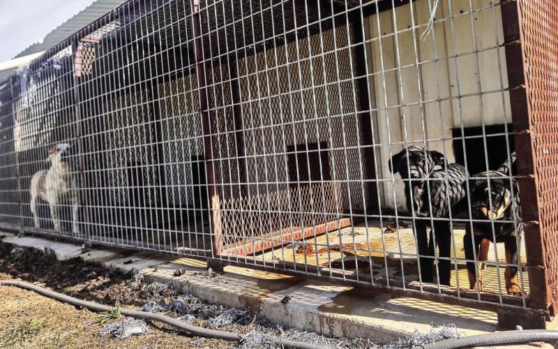 Dogs housed at the Rotan city pound remain in easily accessible kennels as the city waits on contractors to complete a county-funded perimeter fence, a delay officials say raises safety concerns.