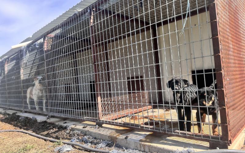Dogs housed at the Rotan city pound remain in easily accessible kennels as the city waits on contractors to complete a county-funded perimeter fence, a delay officials say raises safety concerns.