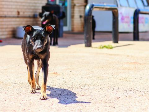 Patrons to this Rotan store are routinely greeted by stray dogs like the one pictured here, where dogs gather in groups of three to 10 or more in the store's parking lot.