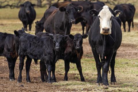 Calf prices are expected to climb once Texas cattle producers are convinced the drought is over and begin rebuilding their herds. (Texas A&amp;M AgriLife photo by Michael Miller)