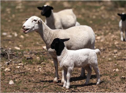 The Texas A&amp;M Veterinary Medical Diagnostic Laboratory urges producers to watch for signs of Q fever during the birthing season in sheep and goats. (Michael Miller/Texas A&amp;M AgriLife)