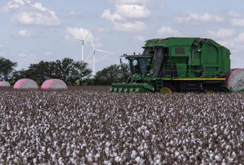 Texas cotton producers face early drought concerns and shifting market conditions heading into the 2026 planting season. (Michael Miller/Texas A&amp;M AgriLife)