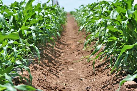 High Plains crop budgets, profitability tools released. (Texas A&M AgriLife photo)
