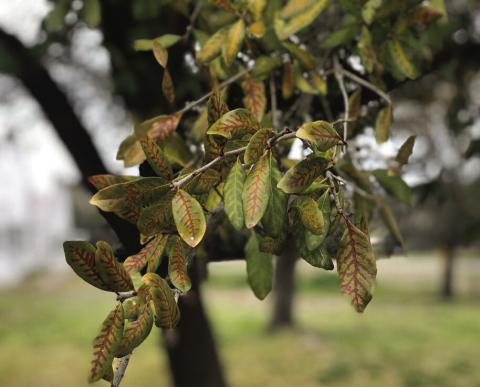 Leaves on diseased live oaks often develop chlorotic veins that eventually turn necrotic, a symptom called veinal necrosis. (Texas A&amp;M Forest Service)
