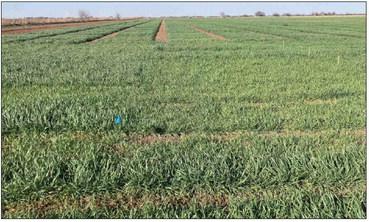 Wheat variety and nitrogen trials from Texas A&amp;M AgriLife near McGregor show good growth but need additional moisture. (Calvin Trostle/Texas A&amp;M