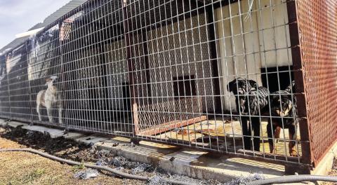 Dogs housed at the Rotan city pound remain in easily accessible kennels as the city waits on contractors to complete a county-funded perimeter fence, a delay officials say raises safety concerns.