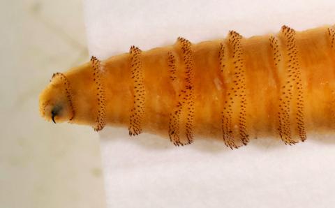 The Texas A&amp;M AgriLife Extension Service has released a new fact sheet, “Wildlife Monitoringand Management for New World Screwworm,” to help Texans monitor and report potential cases