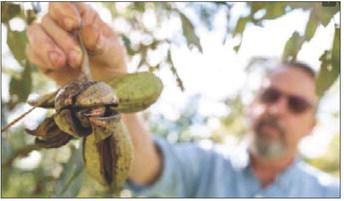 Pecan harvest is about to begin in parts of the state and will continue into winter. (Laura McKenzie/Texas A&amp;M AgriLife)