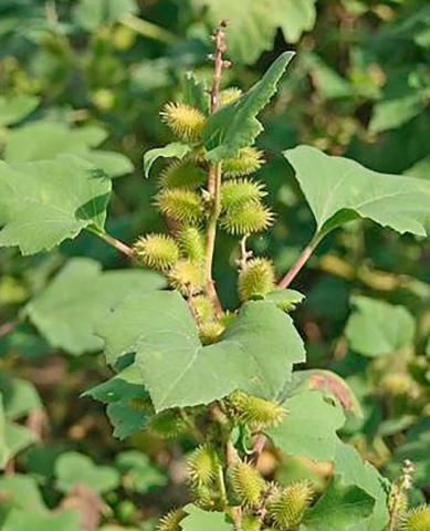 Livestock owners encouraged to be aware of potentially toxic plants