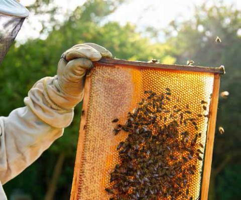Sweet comeback for Texas honey harvest