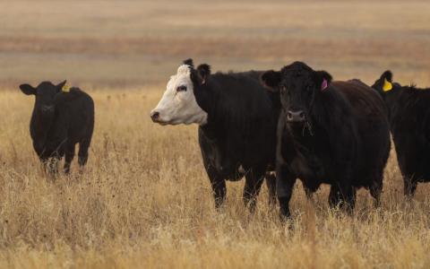 Researchers at the Texas A&amp;M Center for Grazinglands and Ranch Management are investigating the impact of adaptive grazing practices on landscapes enrolled in U.S. Department of Agriculture’s Conservation Reserve Program. (Texas A&amp;M AgriLife photo by Michael Miller)