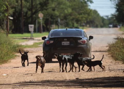 This group of at-large dogs chases a Rotan motorist down the street but is only part of a larger, countywide animal control problem that local authorities hope to address in a community meeting set for next week.