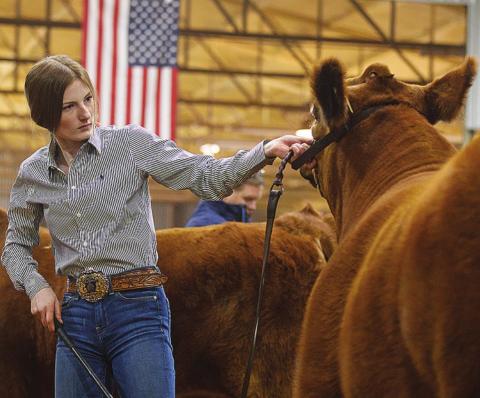 Taylor Jeffery showing her steer duing this year's Fisher County Stock Show