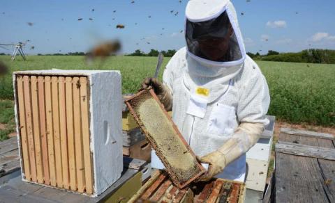 Texas honey production tops 7.4 million pounds