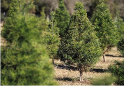 Texas Christmas tree farms continue to see high demand for choose-and-cut trees. (Laura McKenzie/Texas A&amp;M AgriLife)