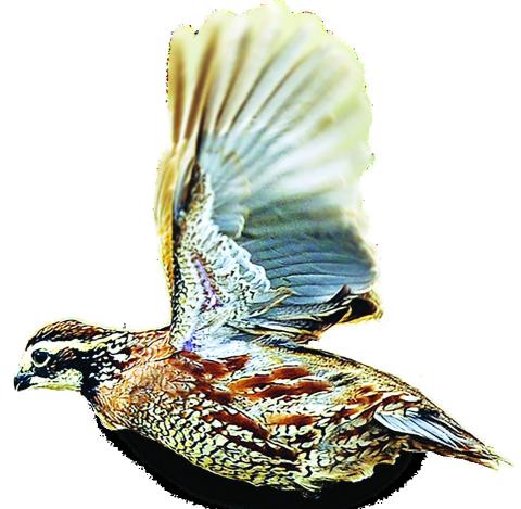 Annual Field Day Returns to Heart of Quail Country