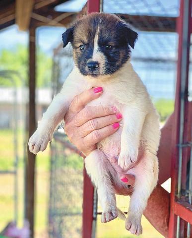 One of the 11 puppies in Aspermont looking for a forever home.