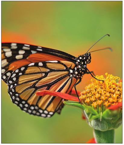 A course covering butterflies is now available for online learning. It covers the basics of butterflies, helps Texans to identify which species are in their region, and how to garden to attract them. (Texas A&amp;M AgriLife photo by Laura McKenzie)