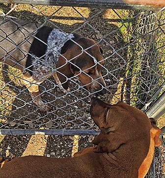 Runnels, at top, and Cheaps, lower, were trained over seven months to discriminate nasal swabs collected from cattle at the McGregor Research Station that developed bovine respiratory disease symptoms. (Texas A&amp;M AgriLife photo by Aiden Juge)