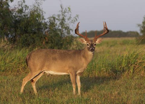 Timely spring rains and relatively mild summer temperatures set the stage for abundant forage and vegetative cover supporting multiple wildlife species ahead of the fall hunting season.