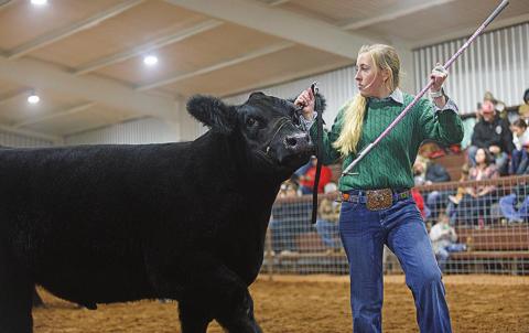 Taylor Moore showing her Grand Champion steer.