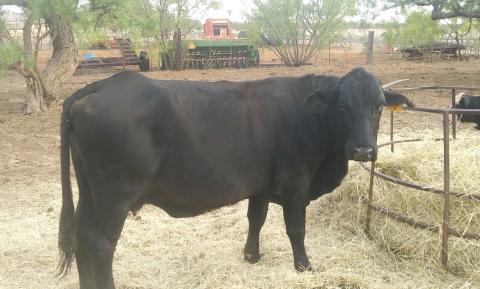NOTICE OF ESTRAY ANIMAL