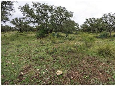 While the eastern portion of the state has received adequate precipitation to support warm-season forage growth, more than half of the state is in some form of drought, negatively impacting native range conditions. (Michael Miller/Texas A&amp;M AgriLife)