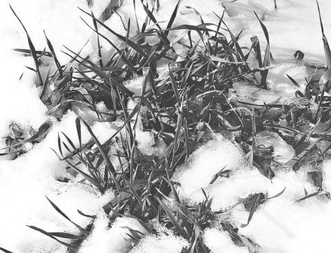 Snow-covered wheat in the High Plains. (Texas A&amp;M AgriLife photo by Kay Ledbetter)