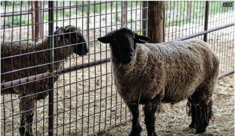 Texas sheep and goat producers are benefiting from strong market conditions in early 2025. (Courtney Sacco/Texas A&amp;M AgriLife)