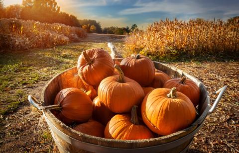 A bucket of freshly picked Texas pumpkins showcases this year’s strong harvest. Thanks to early rains and a dry July, growers in Floyd County say 2025 pumpkins are holding up better in both color and quality—just in time for Halloween.