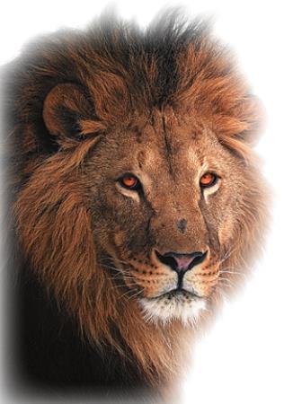 Meet the Lions 2021