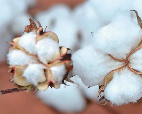 Prices good, drought bad for Texas cotton