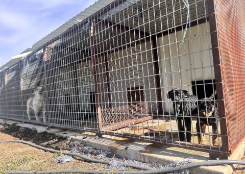 Dogs housed at the Rotan city pound remain in easily accessible kennels as the city waits on contractors to complete a county-funded perimeter fence, a delay officials say raises safety concerns.