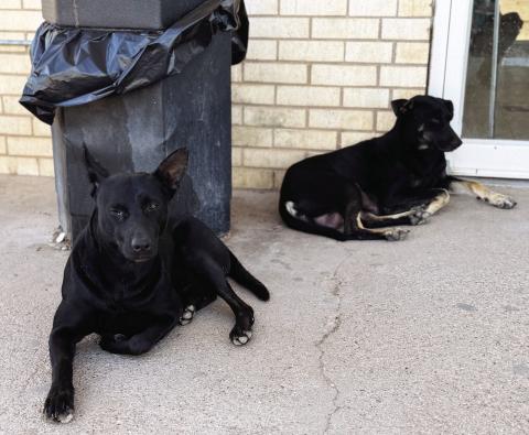 These two homeless K-9s have become familiar faces around local convenience stores in Rotan. The young female pictured here appears to have recently given birth to a litter somewhere in the neighborhood.