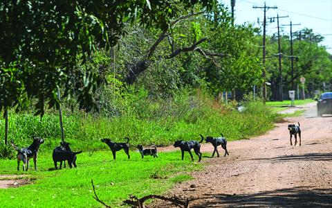 Fisher County Sheriff proposes countywide animal control