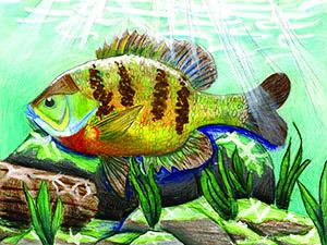 K- 12th grade students: Can you draw a fish?