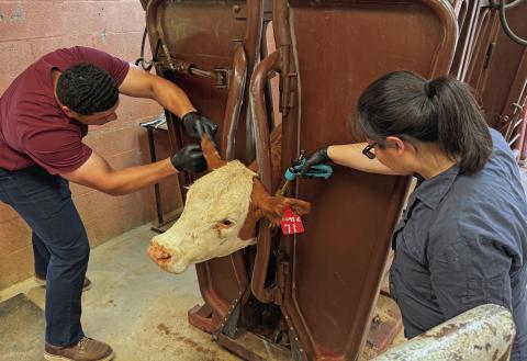 Texas A&M veterinary interns Thomas Payne (left) and Sabrina Lee (right) work together on a squeeze chute exam at Rotan Veterinary Clinic, part of their two-week Rural Veterinary Practice externship that immerses students in small-town animal care.