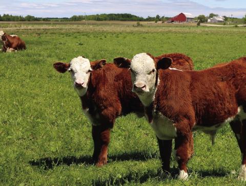 According to Texas A&amp;M AgriLife Extension Service experts, cow/calf producers are realizing strong calf sale prices as a result of strong consumer demand for beef and low cattle supplies.