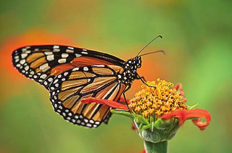 The monarch butterfly has been placed on the International Union for the Conservation of Nature’s Red List as endangered. (Texas A&amp;M AgriLife photo by Laura McKenzie