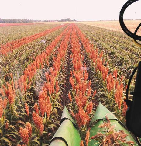 Sorghum harvest during a previous season. (Texas A&amp;M AgriLife photo by Ronnie Schnell)