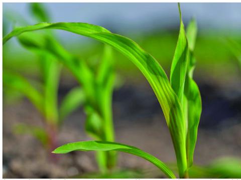 The corn crop is shaping up well across the state in areas that received recent rains. While prices are strong now, they are not expected to remain as high as they are under market pressures. (Michael Miller/Texas A&amp;M AgriLife)