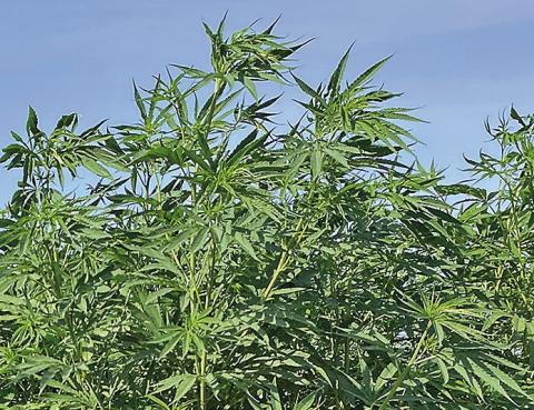 The issues facing industrial hemp will be addressed at the Sept. 28 program and a tour of field trials will also take place. (Texas A&amp;M AgriLife photo by Calvin Trostle)