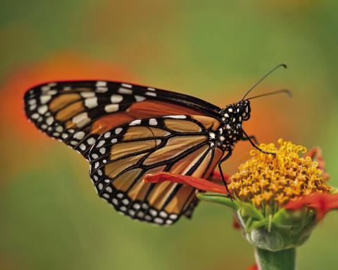 Monarch butterflies are making their last appearance for the year through the southwest regions of Texas before migrating to Mexico. (Texas A&amp;M AgriLife photo by Laura McKenzie)