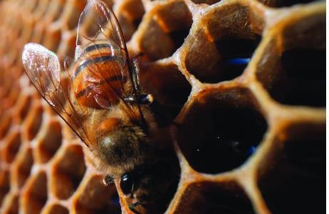 The 2024 fall honey harvest is wrapping up and and numbers appear to be rebuilding after a tough 2023 for honeybees. (Michael Miller/Texas A&amp;M AgriLife)