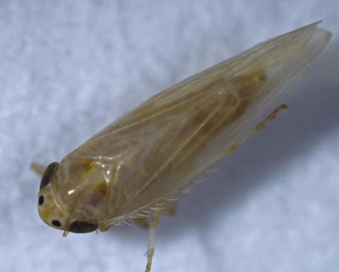 Corn leafhopper was a problem in some Texas corn-growing regions and other states in 2024 threatening both yields and grain quality. (Texas A&amp;M AgriLife)