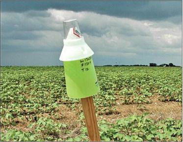 A boll weevil pheromone trap at the edge of a cotton field. Traps continue to monitor the pest across the Cotton Belt to prevent its reintroduction. (Texas A&amp;M AgriLife photo by Ray Frisbie)