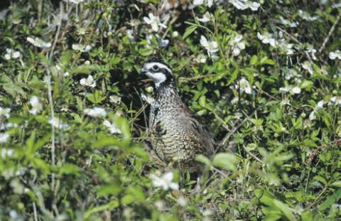 Quail Surveys Raise Expectations for Another Quality Hunting Season