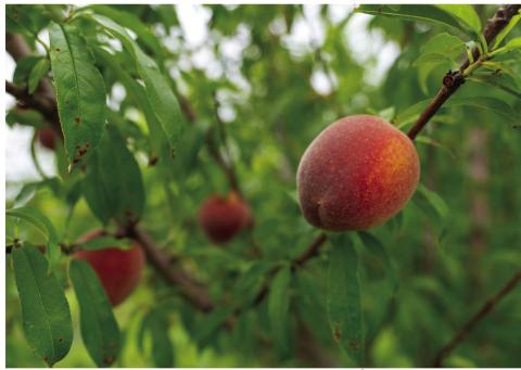 Fruit trees, including peaches and plums, rely on a period of winter dormancy, triggered by a specific number of “chill hours” or periods of cold weather that help trees reset and prepare for spring growth. (Michael Miller/Texas A&amp;M AgriLife Marketing and Communications)