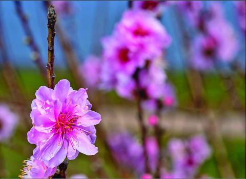 Adequate chill hours allow for healthy blooms that translate into good fruit sets. Unfortunately, much of the state’s peach-producing areas received inadequate chill hours that will greatly impact fruit yields. (Texas A&amp;M AgriLife photo by Michael Miller)