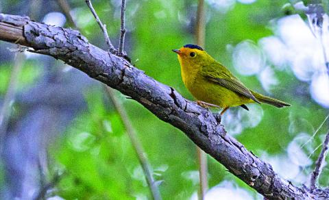 A Wilson’s warbler sits on a tree branch in Del Rio. The Warbler Week webinar series covers different aspects of the warbler species. (Texas A&amp;M AgriLife photo by Michael Miller)